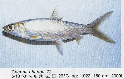 Chanos chanos